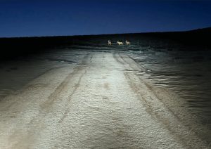 بسته‌بندی اورجینال Philips LED-HL H4 Ultinon خودرو
